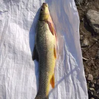 فروش ماهی تازه