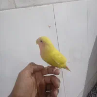 طوطی صورت هلویی