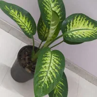 یوکای مقاوم فقط ۳۴۰|گل و گیاه طبیعی|اصفهان, سرچشمه|دیوار