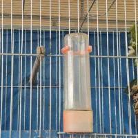 سهره ماده دونسته درجه یک|پرنده|اصفهان, تیران|دیوار