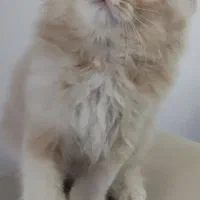 بچه گربه۳ماهه پسر|گربه|پاکدشت, پاکدشت (مامازند)|دیوار