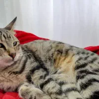 گربه ملوس وبغلی واگذاری رایگان|گربه|لاهیجان, کوی استادان|دیوار