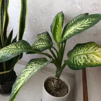 گل دیفن باخیا