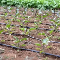 نوار تیپ آبیاری و لوله نخدار و لوله پلی اتیلن