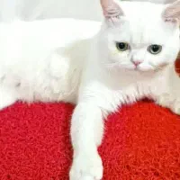 واگذاری گربه