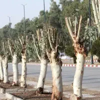 هرس درختان و نهال ها و خدمات باغبانی|خدمات باغبانی و درختکاری|فلاورجان, |دیوار