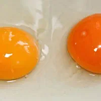 پخش تخم مرغ زرد طلایی ،مستقیم از مرغداری|خوردنی و آشامیدنی|کرج, مطهری|دیوار