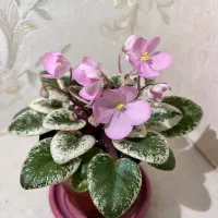 بنفشه آفریقایی وتراریوم