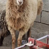 بره نر قوچی|حیوانات مزرعه|آشخانه, |دیوار