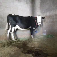 گاو سمینتال درجه یک گوشتی و شیری|حیوانات مزرعه|لردگان, |دیوار