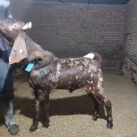 نربز چهل خال