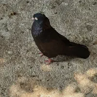 کبوتر|پرنده|جم, |دیوار