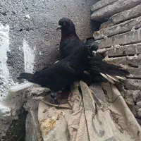 نر ماده زاغ دم سفید نر بی کاکول ماده کاکولی