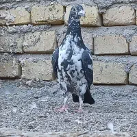 زاجر، جوجه مناسب دستی کردن