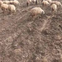 گوسفند‌مغانی‌‌ دامازدوق|حیوانات مزرعه|مشگین شهر, |دیوار