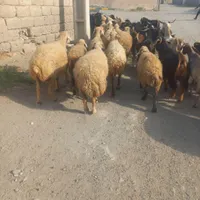گوسفند رودان|حیوانات مزرعه|بندرعباس, |دیوار