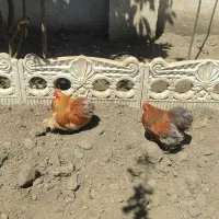 مرغ و‌خروس کوشین