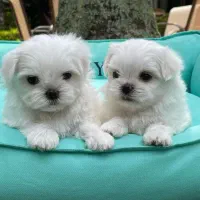 مالتیزهای کیفیت بالا وحرفه ای مالتیز عروسکی