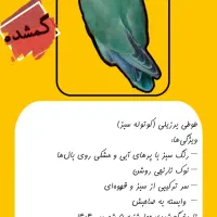 کوتوله سبز گمشده