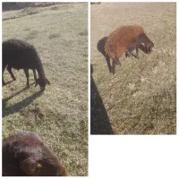 دو راس گوسفند شیشک