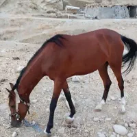 فروش مادیون درشور|اسب و تجهیزات اسب‌سواری|لنده, |دیوار