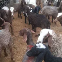 بره ماده ۲۰عده|حیوانات مزرعه|هرسین, |دیوار