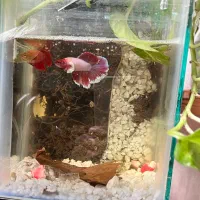 ماهی ، آکواریوم