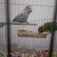 طوطی برزیلی .|پرنده|لاهیجان, بوجایه|دیوار