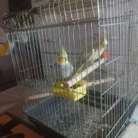 عروس هلندی نروماده