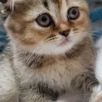 بچه گربه اسکاتیش دبل فولد تبی اصیل ومهربون|گربه|بیرجند, |دیوار