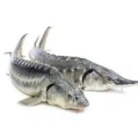 ماهی خاویاری زنده