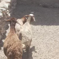 بره|حیوانات مزرعه|همدان, |دیوار
