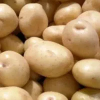 سیب زمینی سراب