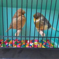 جفت قناری گلاستر اورجینال|پرنده|مشهد, سرافرازان|دیوار