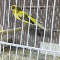 قناری رسمی بلند ماده
