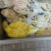 جوجه مرغ عشق