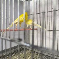 قناری بلند نر و ماده