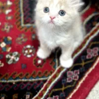 گربهای فسقلی سالم و بازیگوش