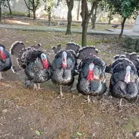 بوقلمون نر برنز