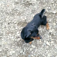 واگذاری سگ فیندو اصیل|سگ|شهریار, دهشاد بالا|دیوار