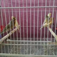 قناری|پرنده|سبزوار, طبرسی (جعفرآباد)|دیوار