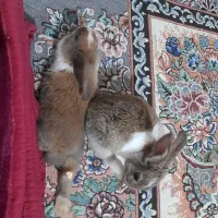 دوعدد خرگوش خونگی