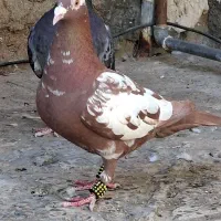 ماده کارل.میولمنز