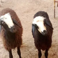 بره نر وماده،قوچ