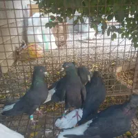 کبوتر سیاه دم سفید|پرنده|بهبهان, |دیوار