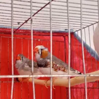 فنچ کینگ خوشگل