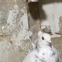 کفتر کبوتر موشی