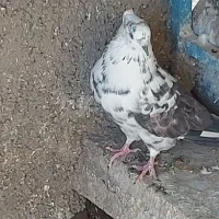 ۵.۶ کفتر غریب گیری یکجا دونه ای ۲۰۰