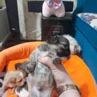 واگذاری توله شیتزو|سگ|تبریز, |دیوار