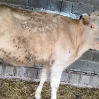 گاو سیمینتال فلح  اومد وآماده برای تلقیح